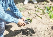 Donará más de 800 mil plantas de café a Chiapas, Puebla y Veracruz.